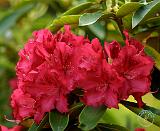 Rhododendron 9M14D-03
